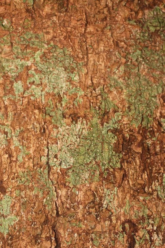 Parinari montana bark