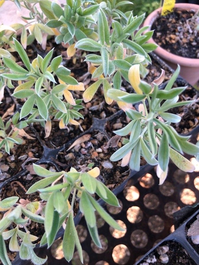 Ebenus cretica — houseplant care guide