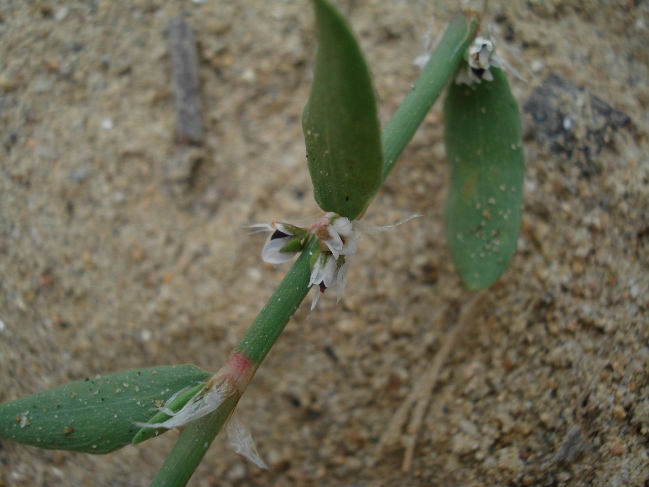 Polygonum raii flower
