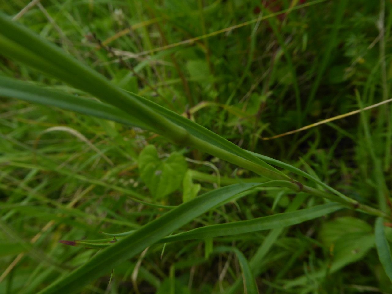 Dianthus geminiflorus — houseplant care guide