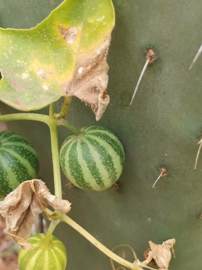 Bryonia verrucosa fruit