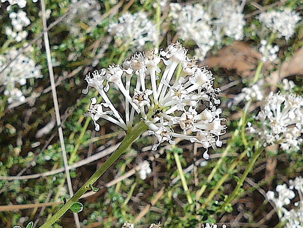 Ceanothus microphyllus flower