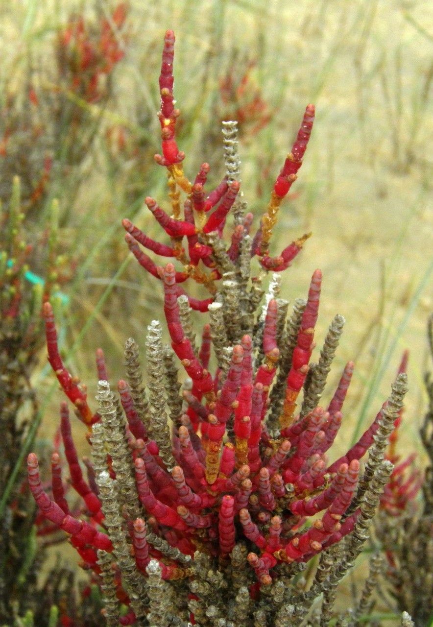 Salicornia appressa habit