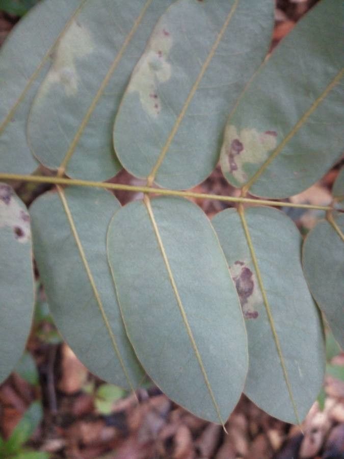 Hymenolobium flavum — houseplant care guide