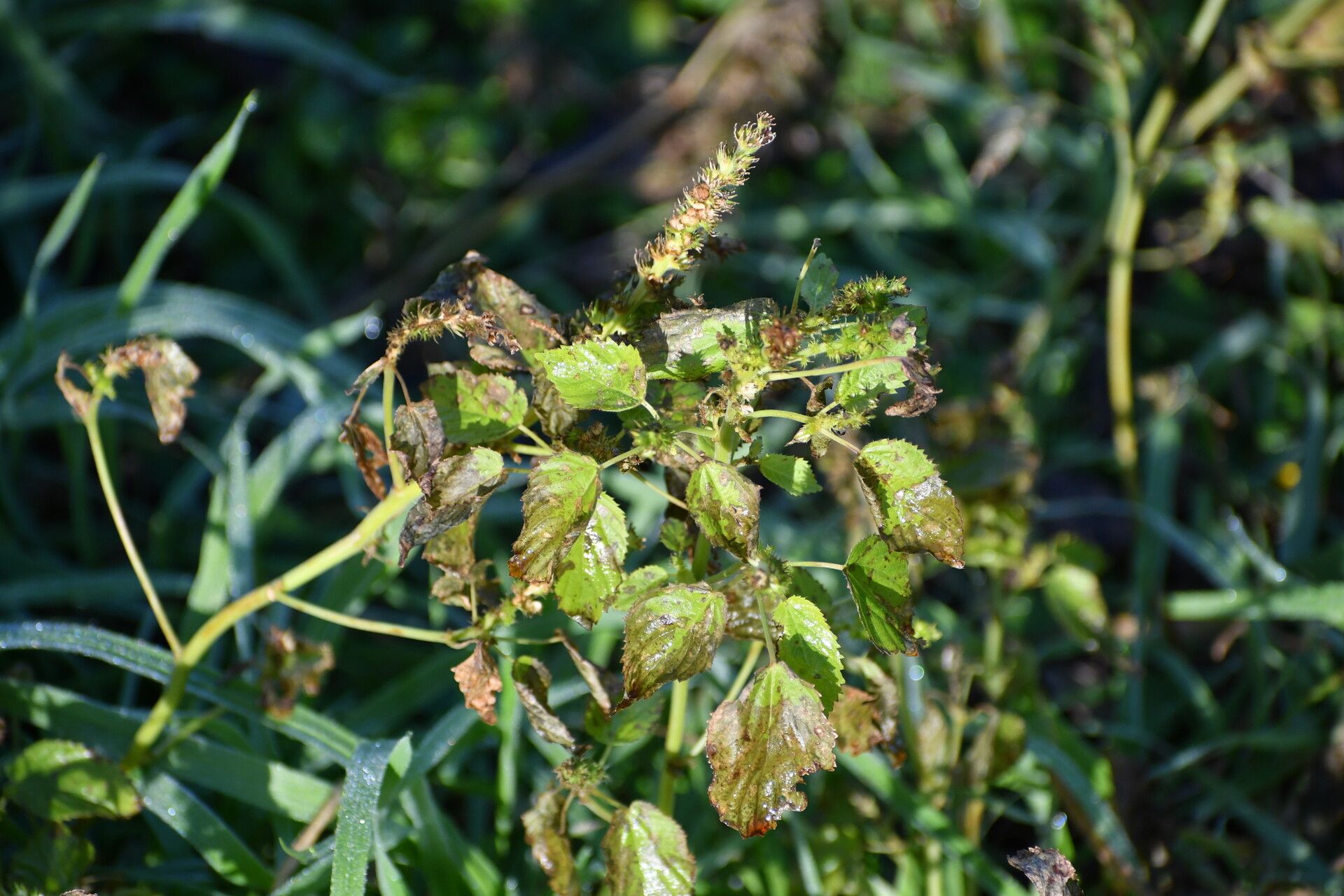 Acalypha persimilis — houseplant care guide