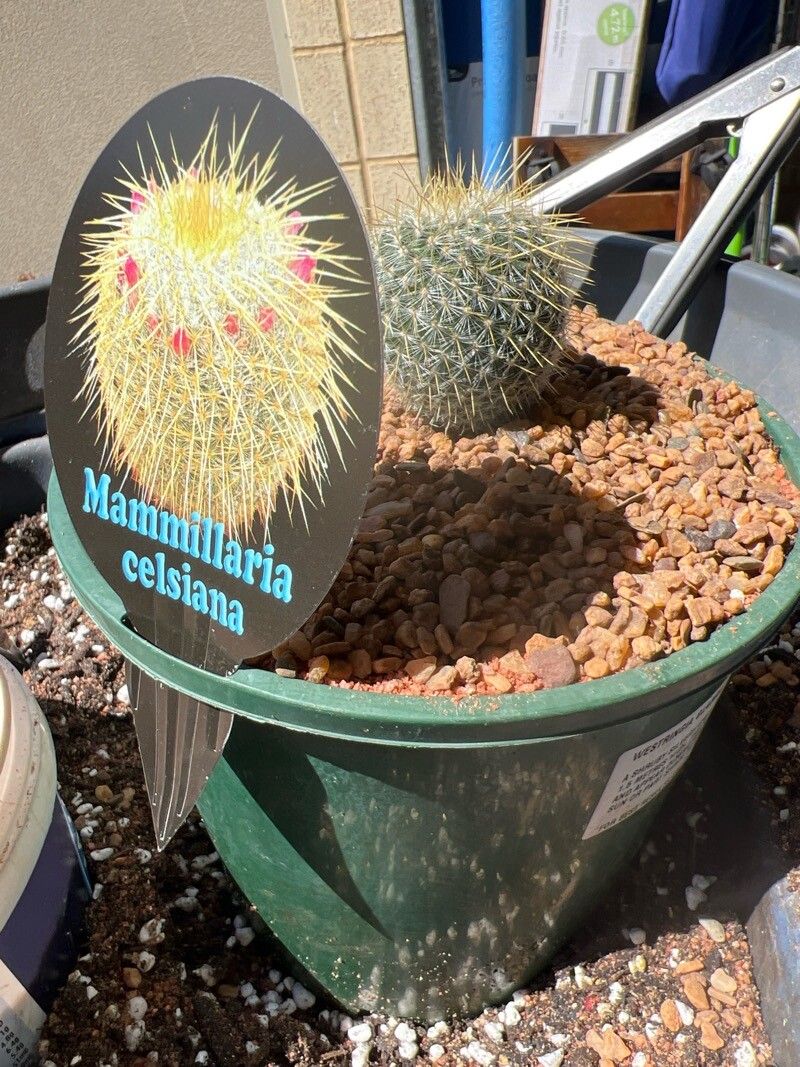 Mammillaria muehlenpfordtii — houseplant care guide