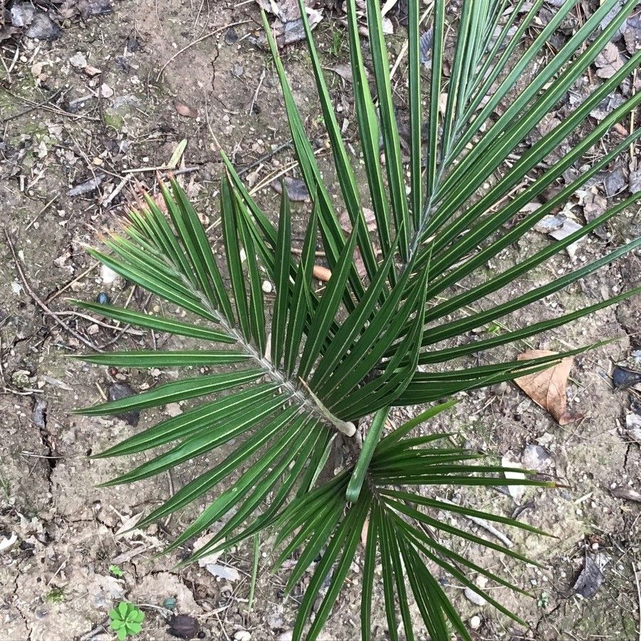 Rhopalostylis sapida leaf
