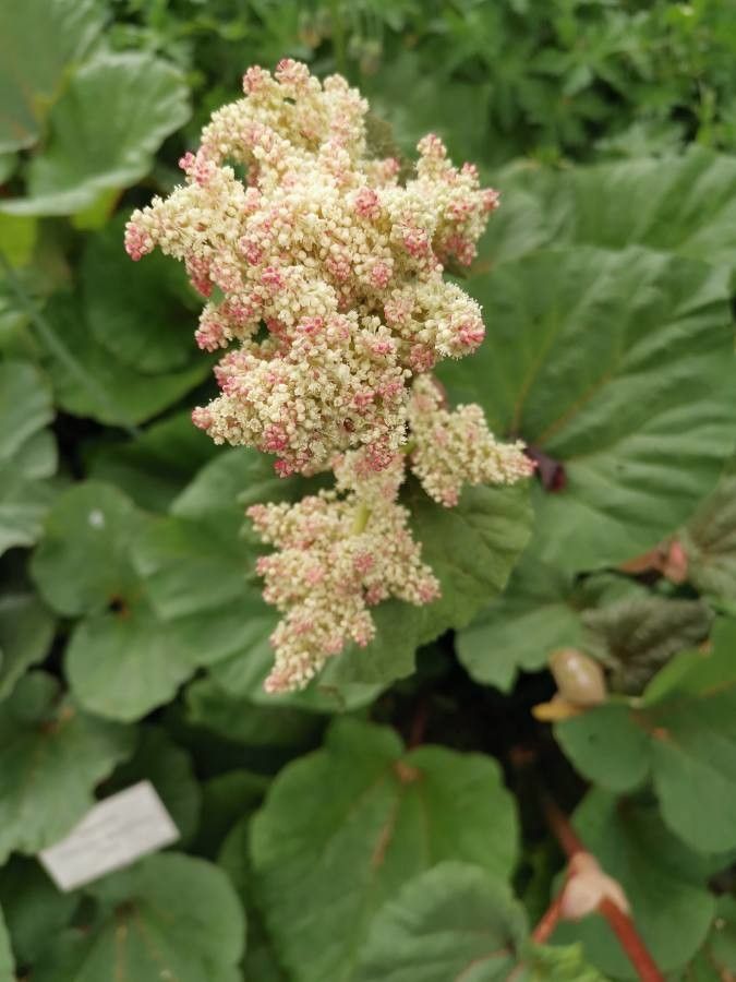 Rheum australe flower
