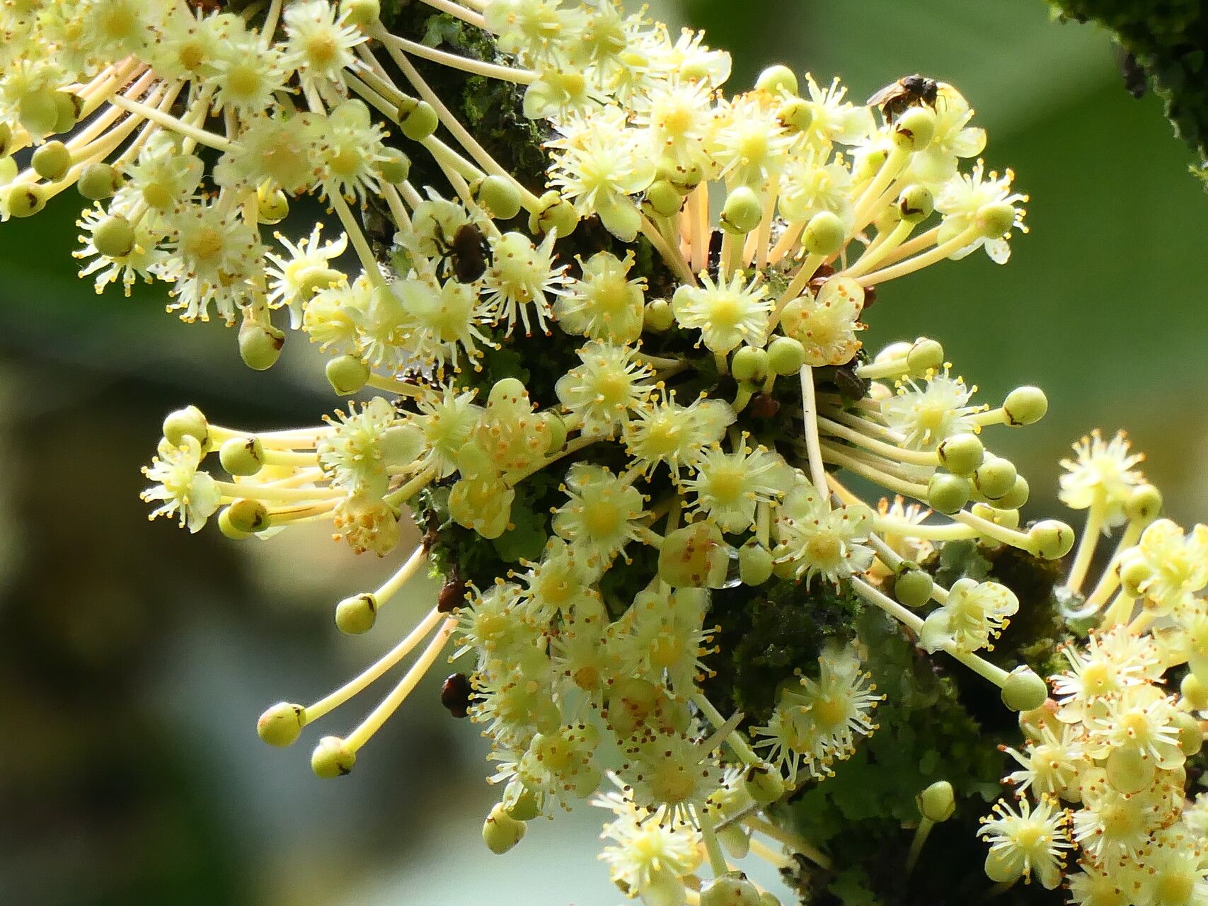 Garcinia magnifolia flower