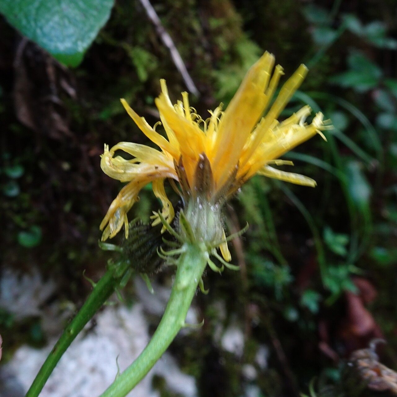 Hieracium neocerinthe flower