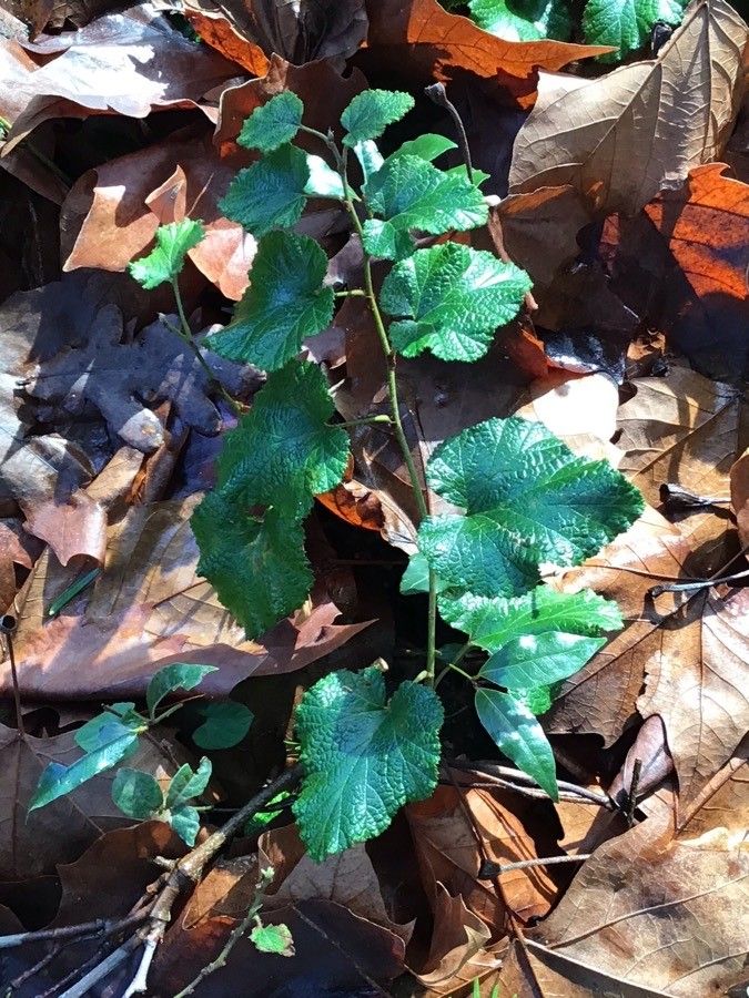Rubus tricolor leaf