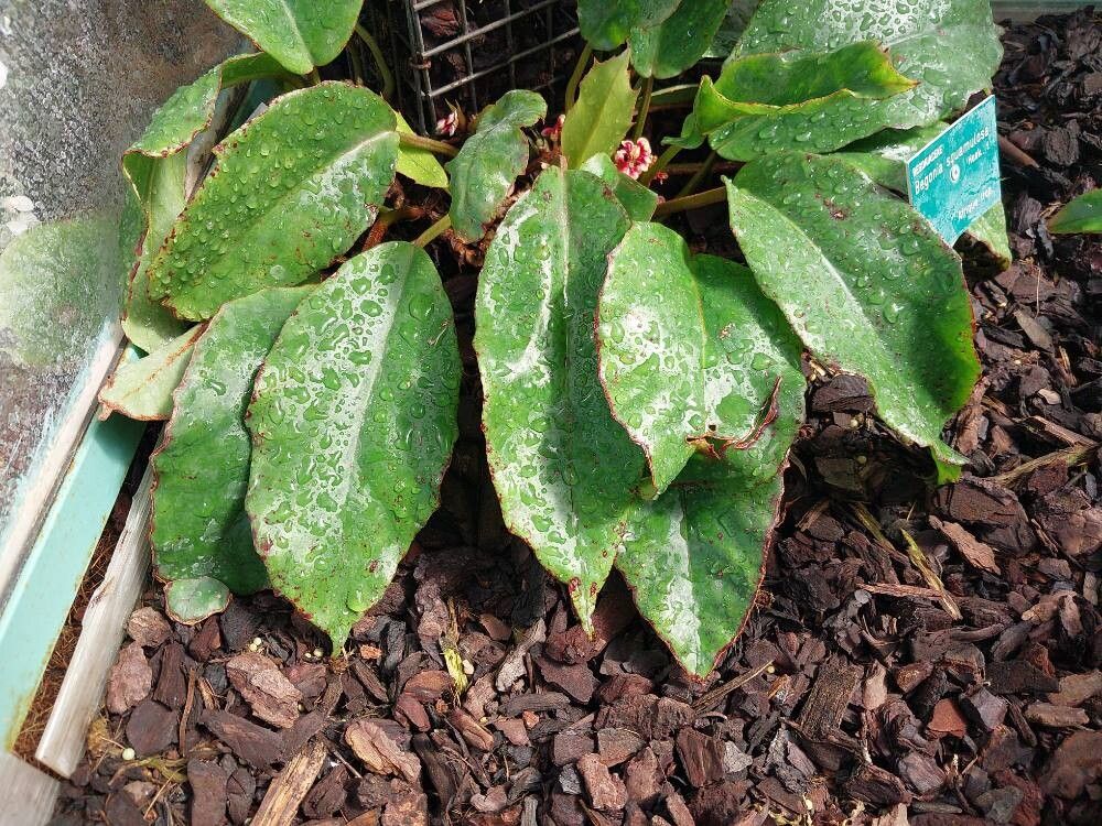 Begonia squamulosa — houseplant care guide