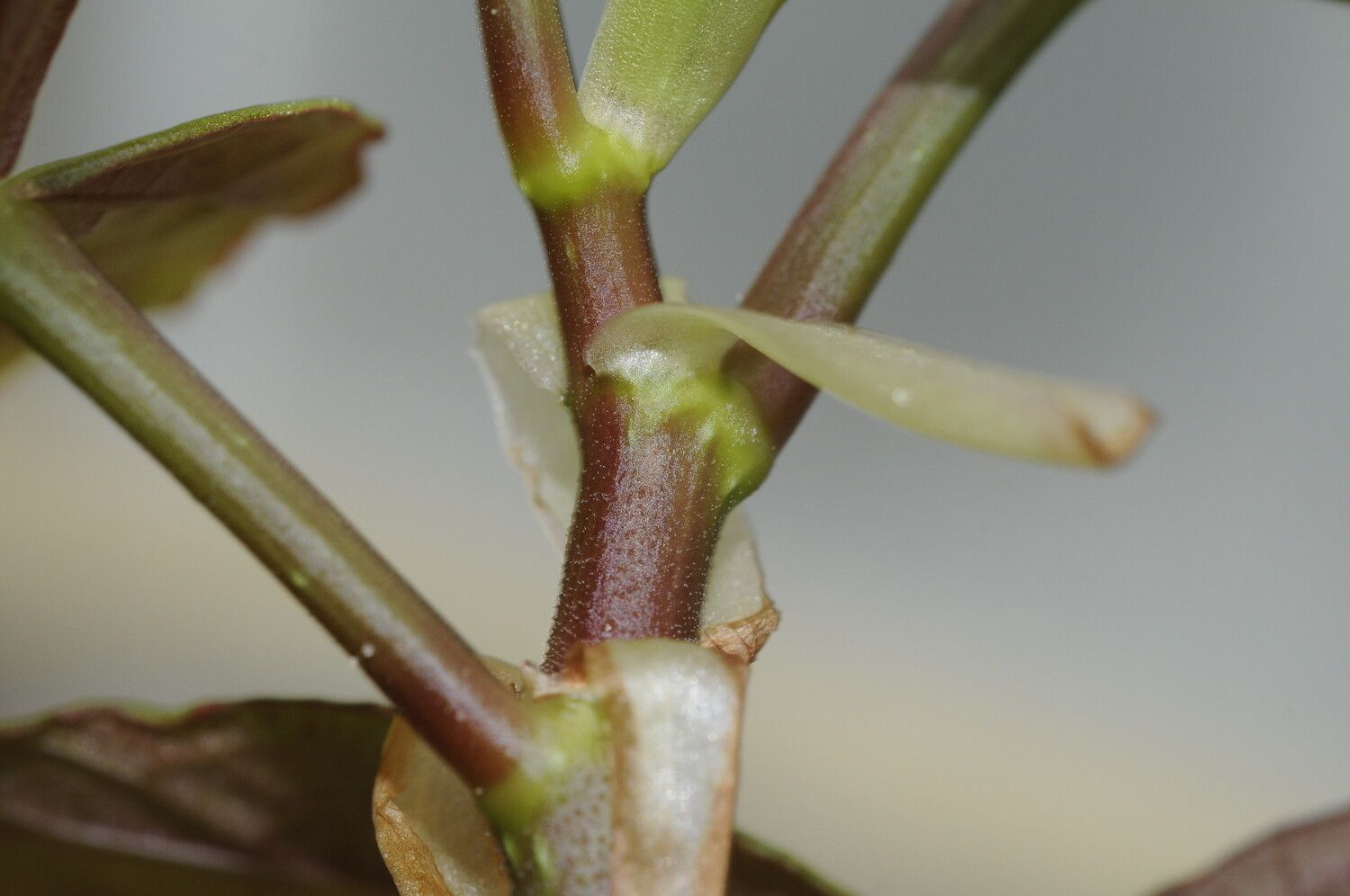 Begonia madecassa bark