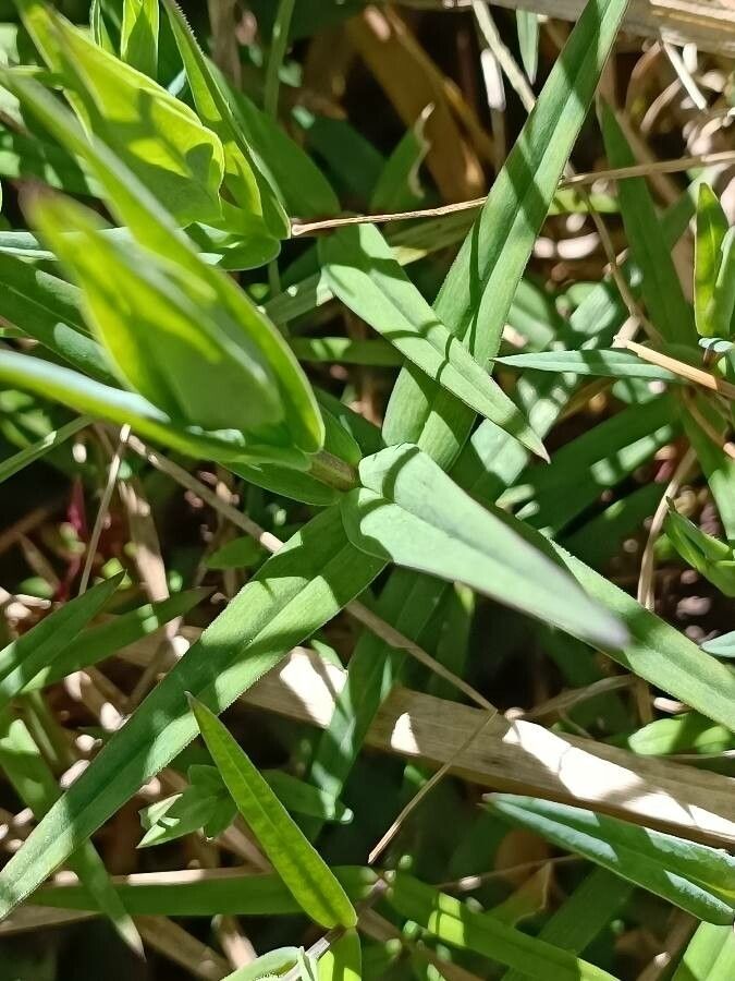 Stellaria palustris leaf