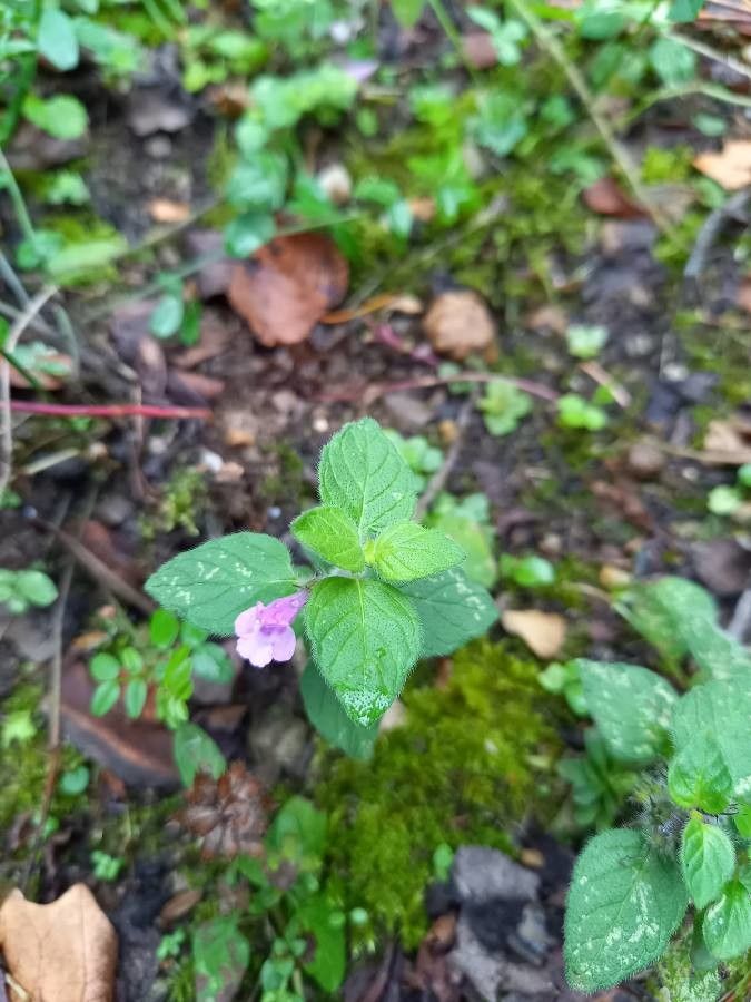 Barleria acanthophora — related species from the same genus