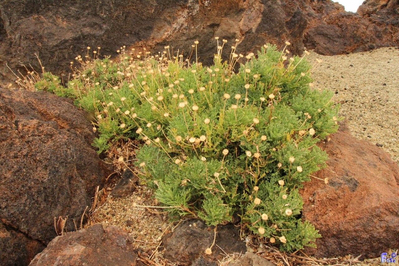 Argyranthemum tenerifae habit