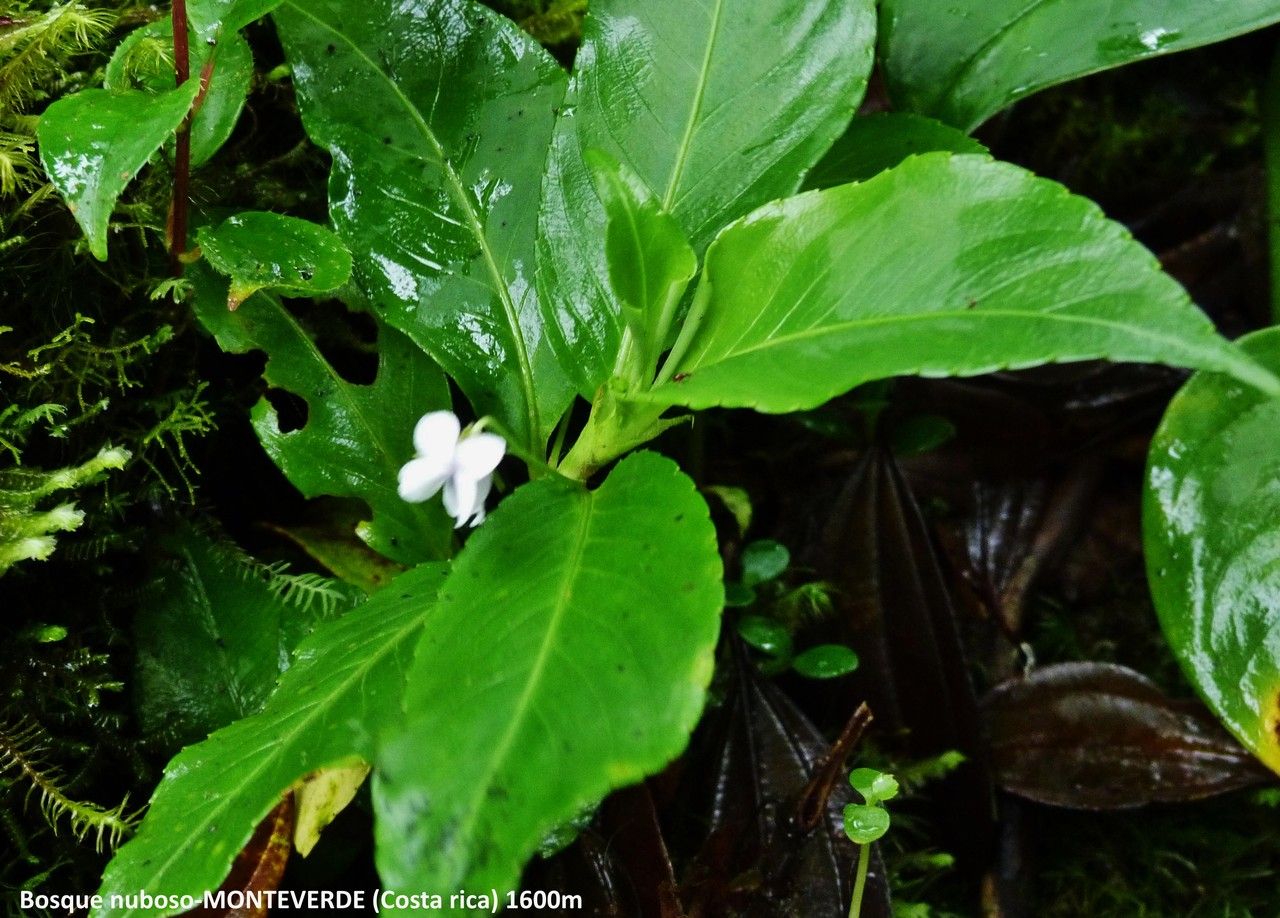 Viola stipularis — search result for 'Viola'