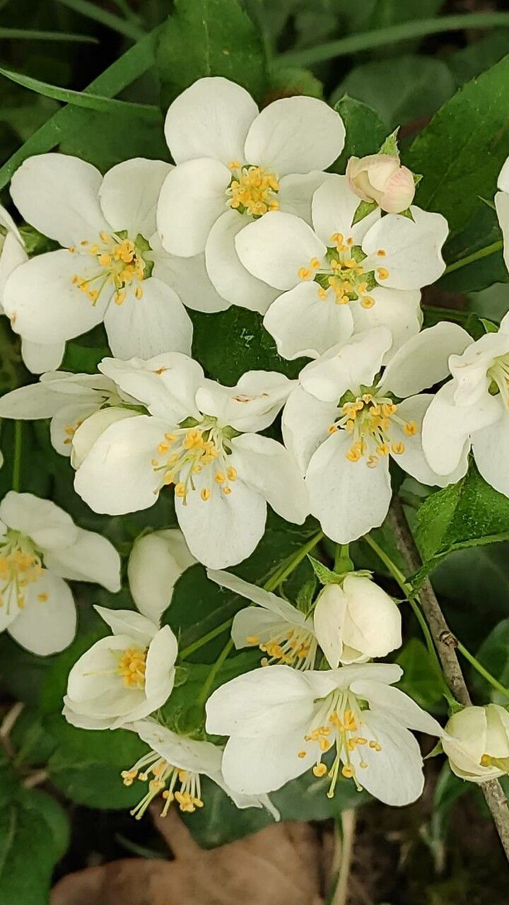 Malus spectabilis flower