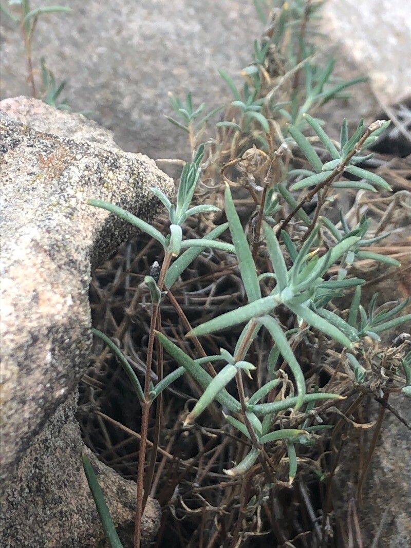 Helianthemum syriacum leaf