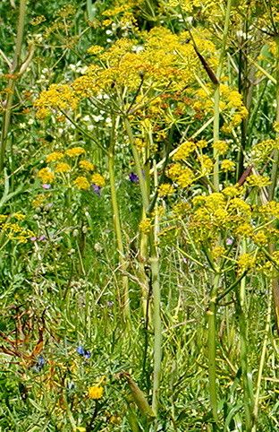 Thapsia transtagana flower