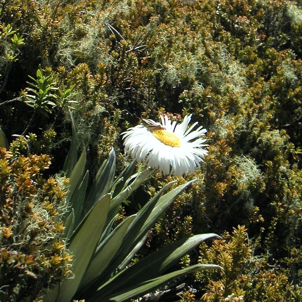 Celmisia semicordata flower