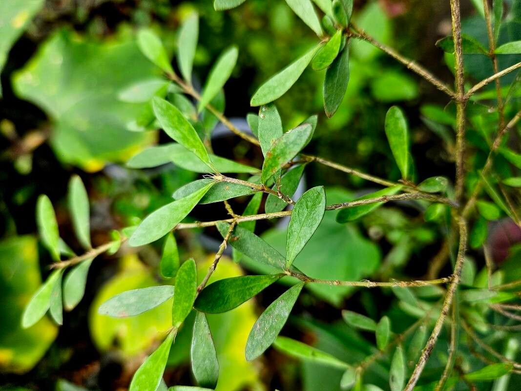 Psychotria lycioides — houseplant care guide