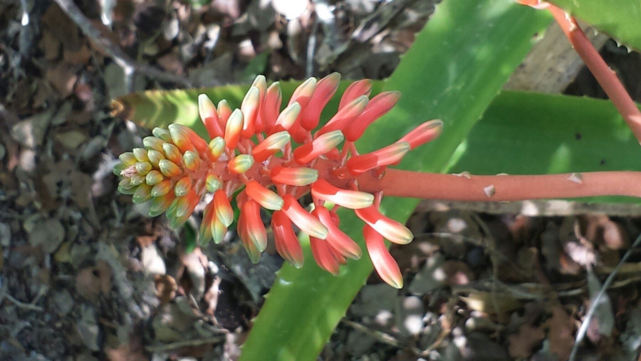 Aloe occidentalis flower