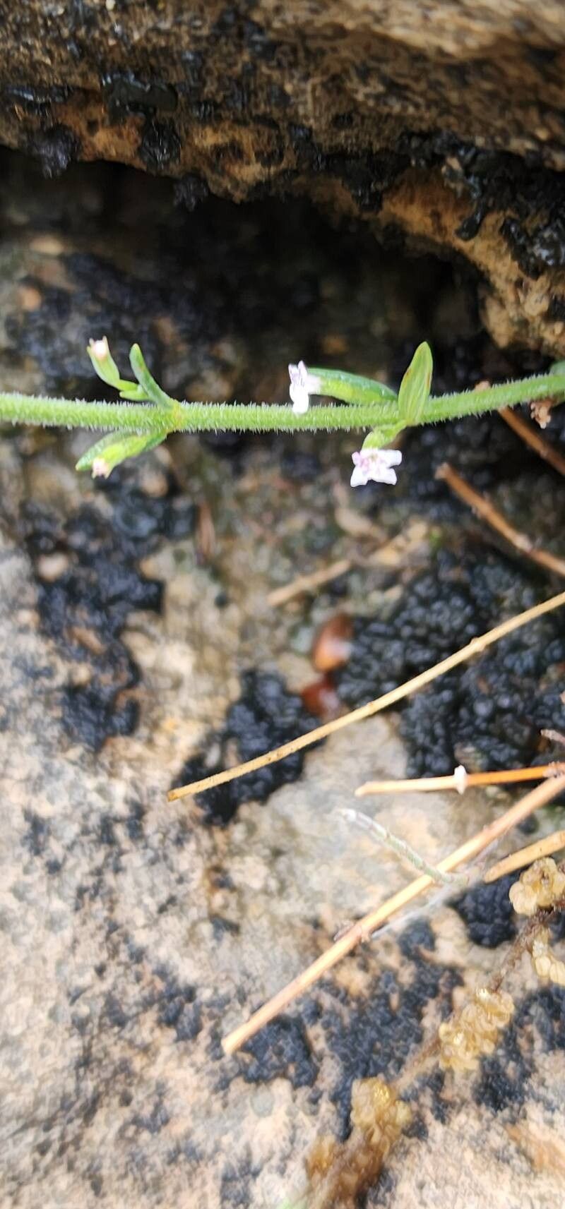 Micromeria persica flower