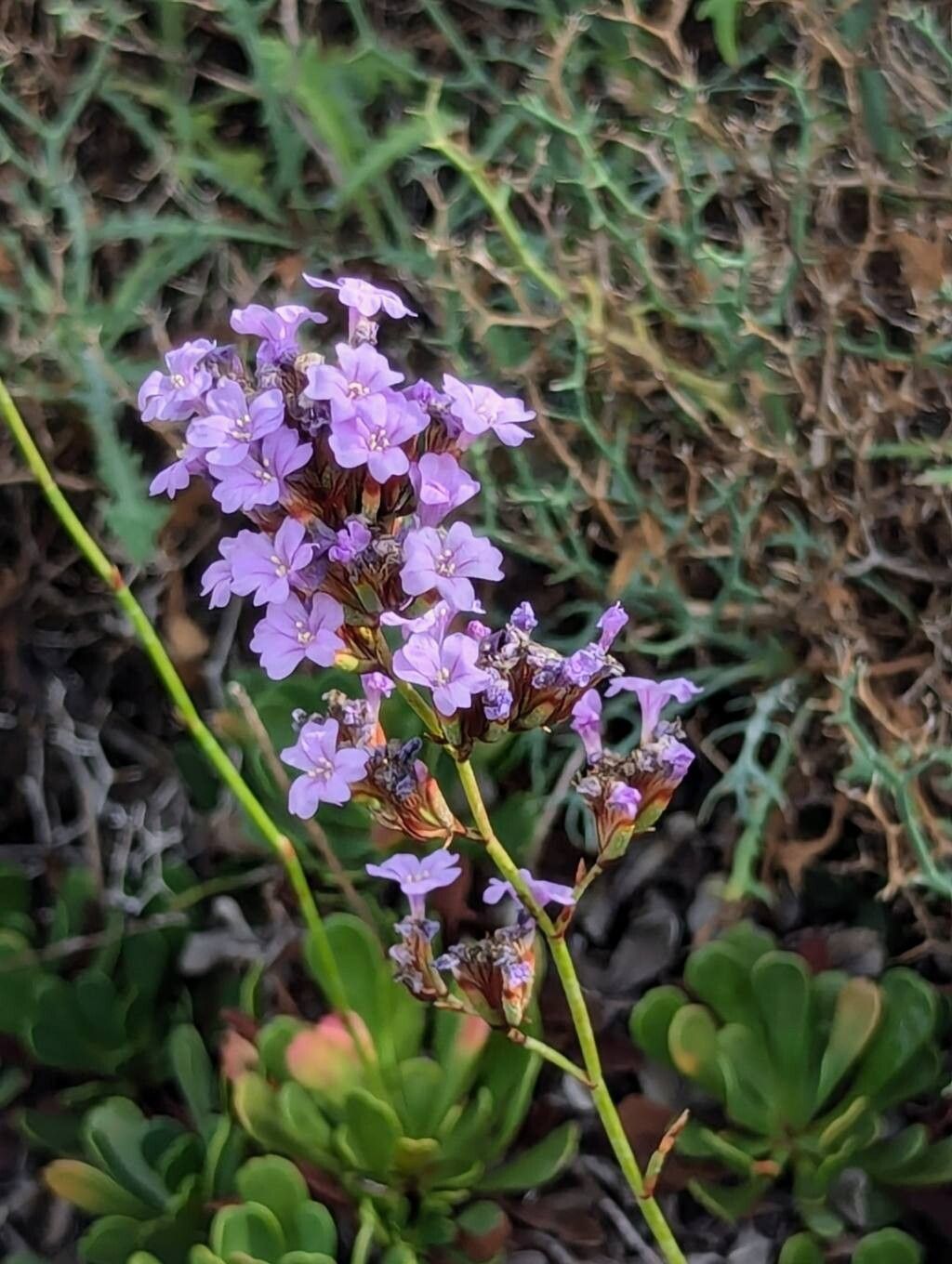 Limonium emarginatum flower