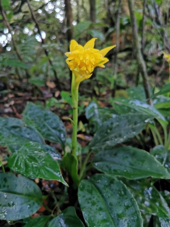 Coccineorchis standleyi — related species from the same genus