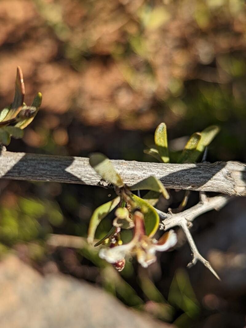 Scaevola spinescens bark