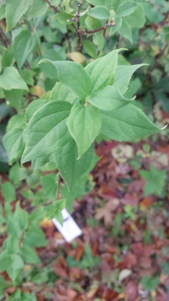 Philadelphus × purpureomaculatus — houseplant care guide