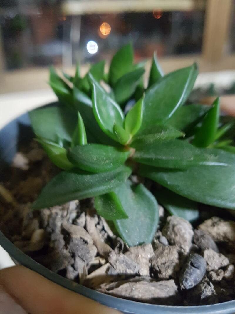 Lenophyllum texanum — houseplant care guide