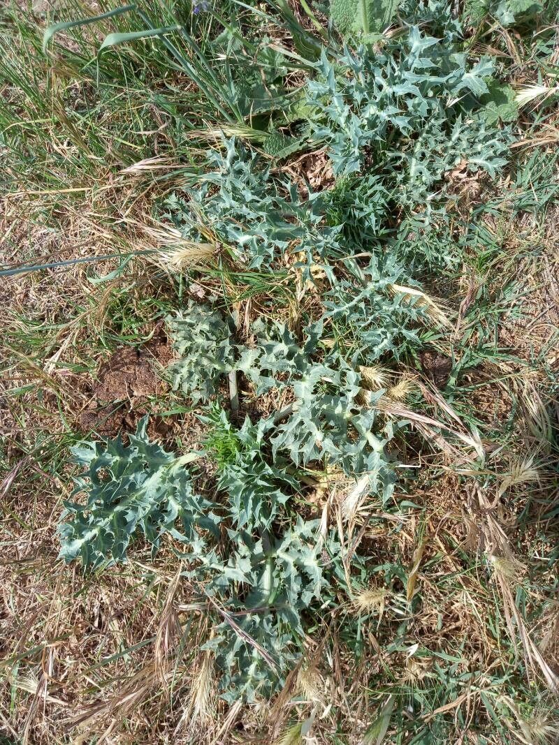 Argemone squarrosa — houseplant care guide