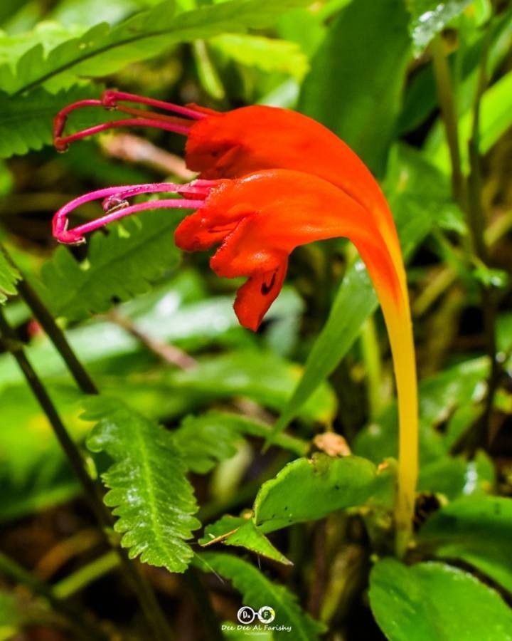 Aeschynanthus speciosus flower
