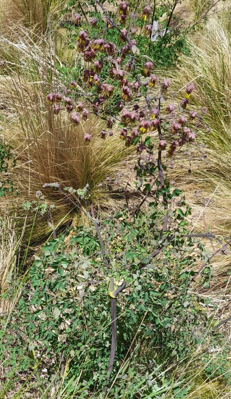 Thalictrum decipiens habit