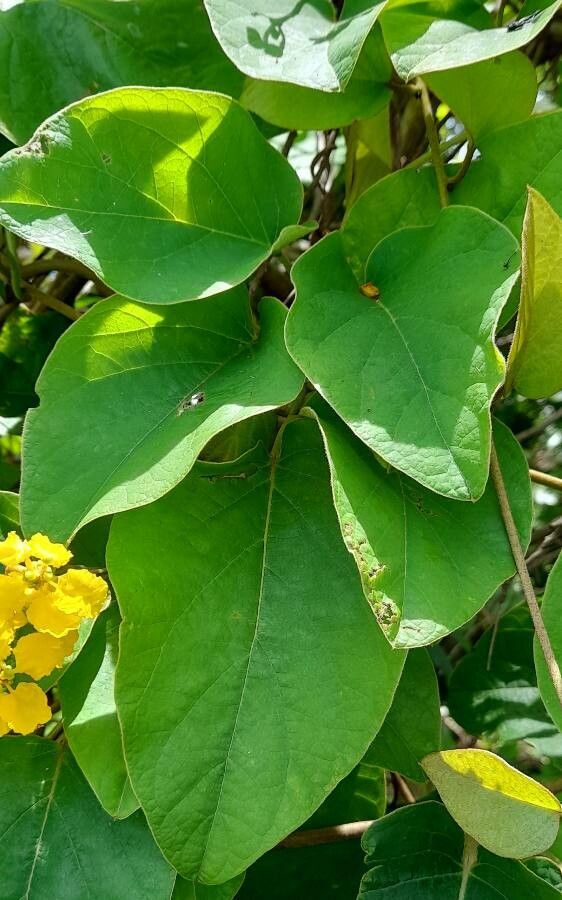 Stigmaphyllon bonariense leaf