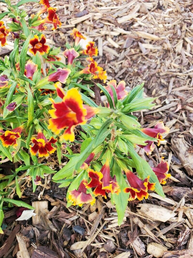 Diplacus aurantiacus flower