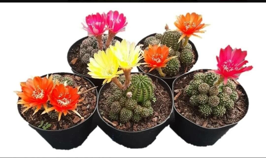 Lobivia arachnacantha leaf