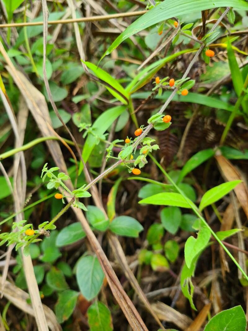 Galium hypocarpium bark