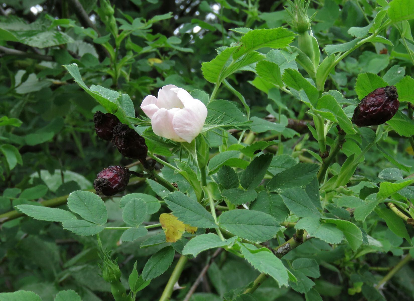 Rosa corymbifera fruit