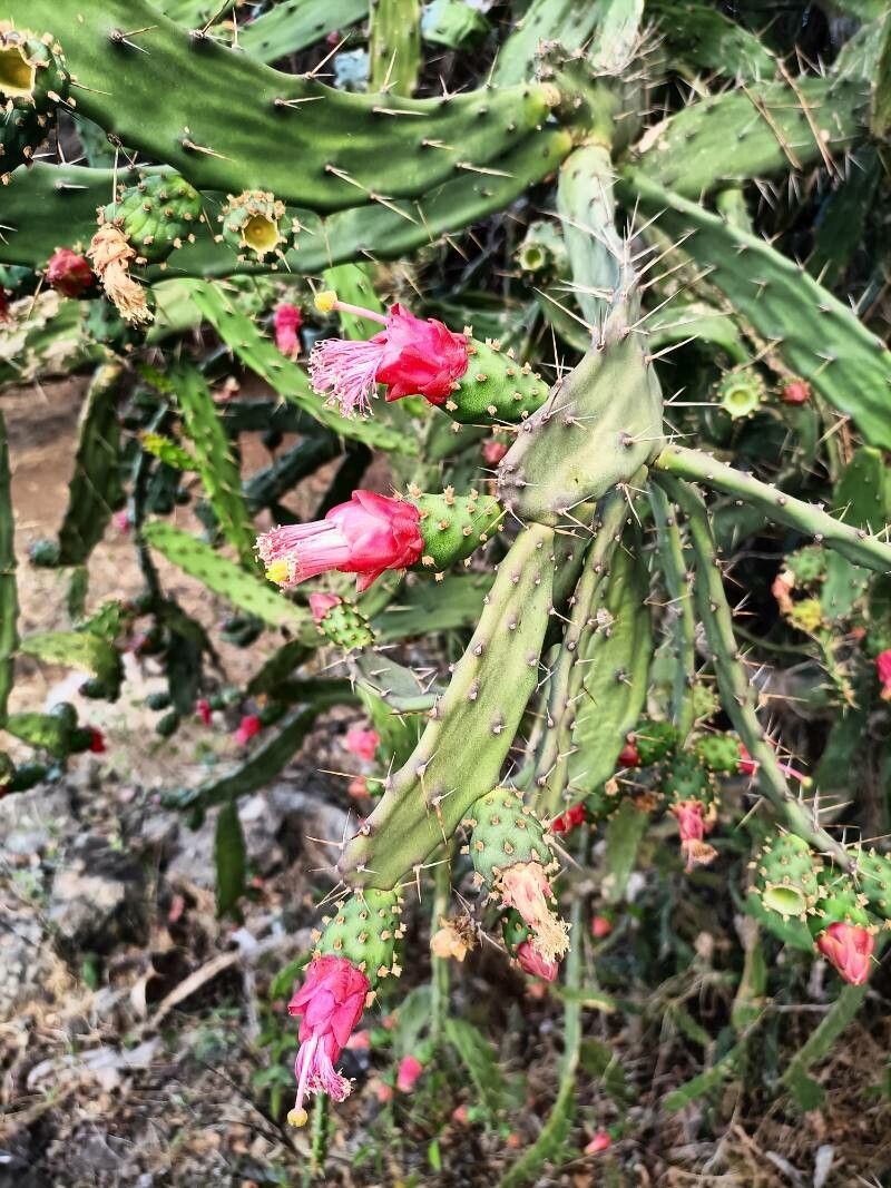 Opuntia cochenillifera flower