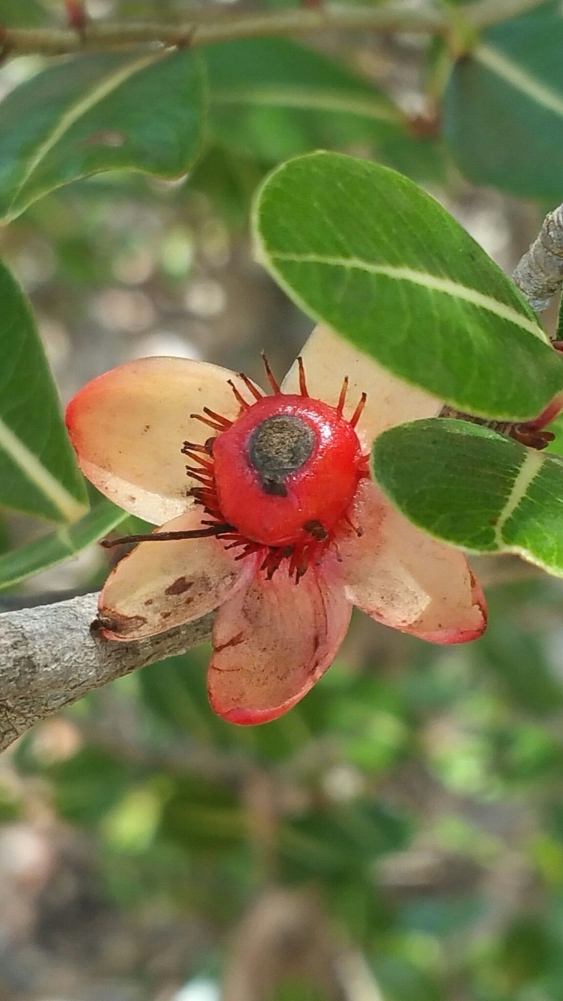 Ochna macrantha fruit