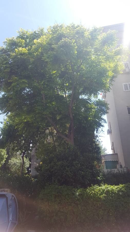 Cordyla africana flower