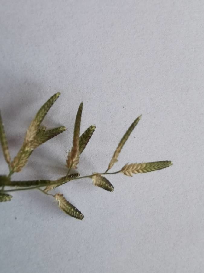 Eragrostis minor fruit