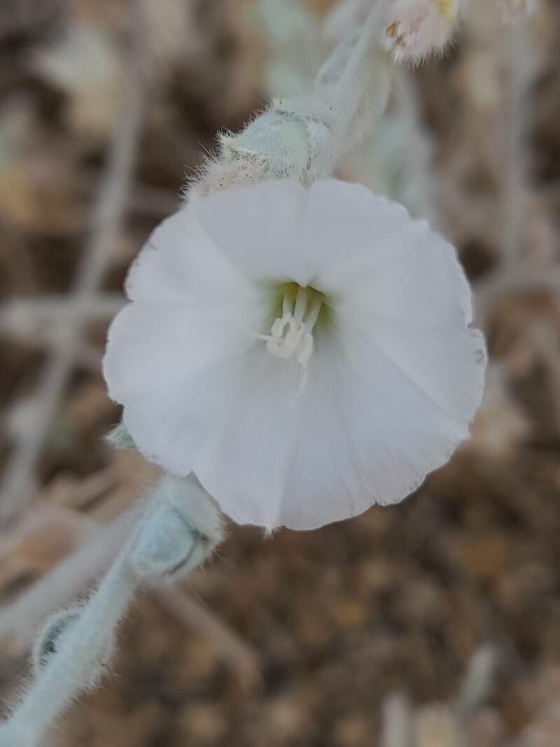 Convolvulus prostratus flower