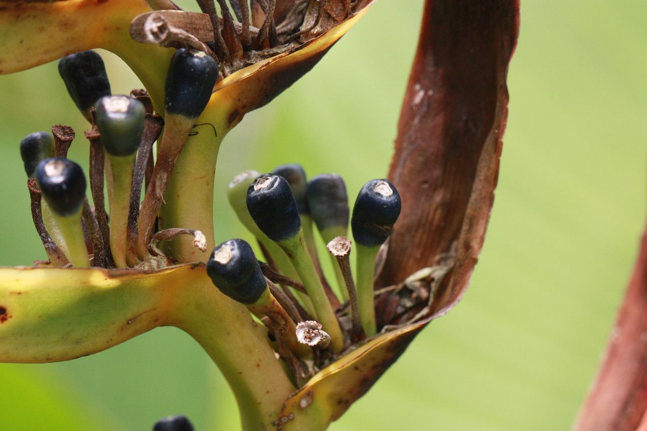 Heliconia lingulata fruit