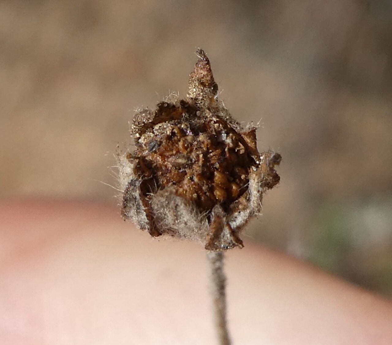 Potentilla argentea fruit