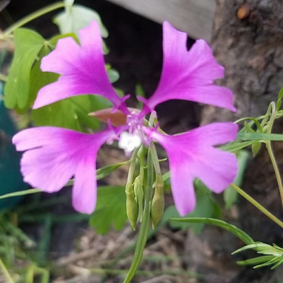 Clarkia pulchella flower
