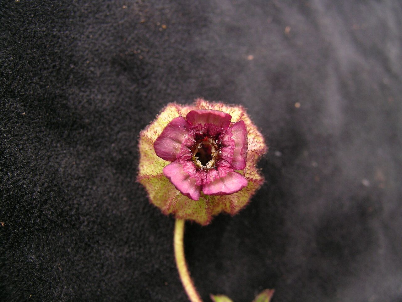 Silene vautierae — houseplant care guide